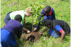 The benefits of tree planting